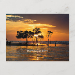 Darwin mangrove, Australië Briefkaart