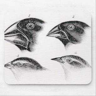 Darwins vogelwaarnemingen muismat