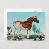 Das Steppenzebra of The Quagga (1882) Briefkaart (Voorkant / Achterkant)