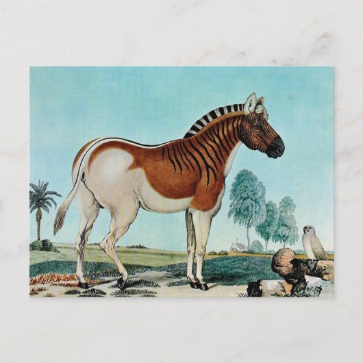 Das Steppenzebra of The Quagga (1882) Briefkaart (Voorkant)