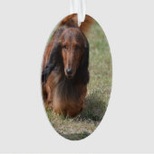 Daschund aux cheveux longs mignon (devant)