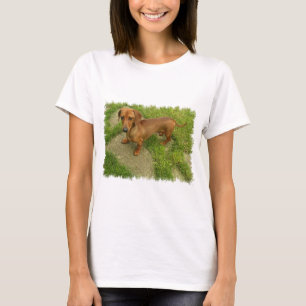 Daschund-dames uitgerust met T-Shirt