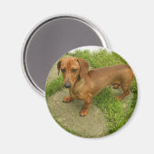 Daschund Magnet Magneet (Voorkant / Achterkant)
