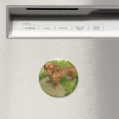 Daschund Magnet Magneet (Insitu (Vaatwasser))