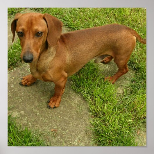 Daschund Poster Print (Voorkant)