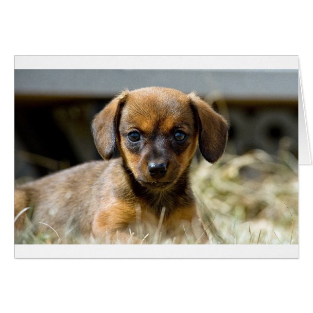 Daschund Pup (Voorkant Horizontaal)