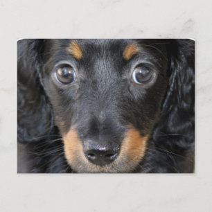 Daschund Puppy Dog Briefkaart