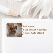 Daschund Rescue Mailing Label (Insitu)