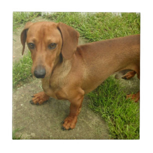 Daschund Tile Tegeltje