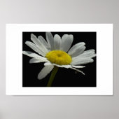 Dasiy Poster (Voorkant)