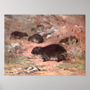 Dassie Rats by CE Swan,  Wild Animal Rodent Poster