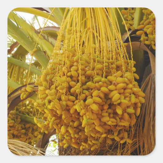 Data op Palm Tree Sticker (Voorkant)