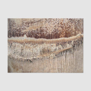 Datum Palm Tree Trunk Texture Close-up Foto Afbeel Tissuepapier