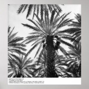 Datum Palms in Palm Desert door Ansel Adams Poster