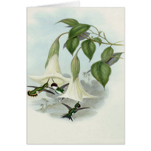 Datura et colibri
