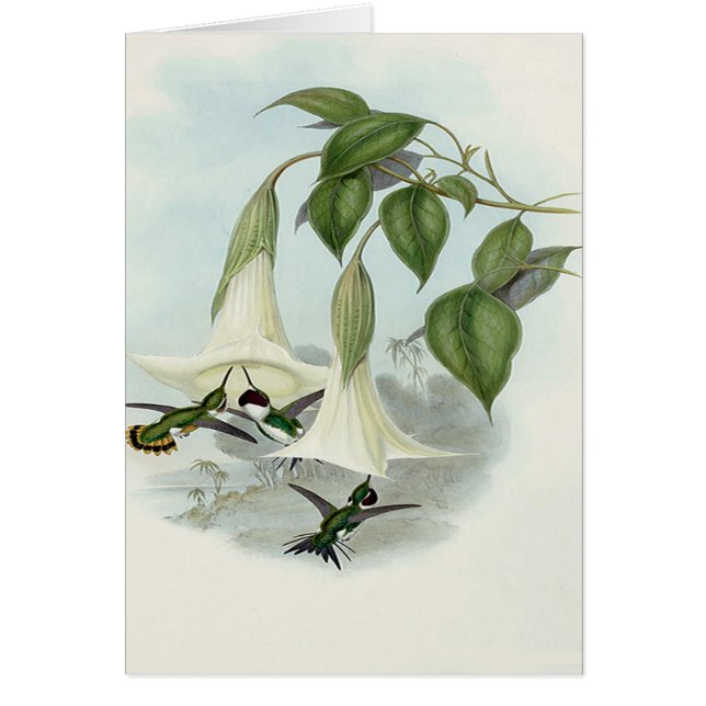 Datura et colibri (Devant)