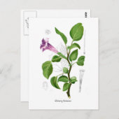 Datura fastuosa briefkaart (Voorkant / Achterkant)