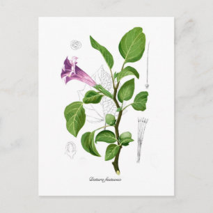 Datura fastuosa briefkaart