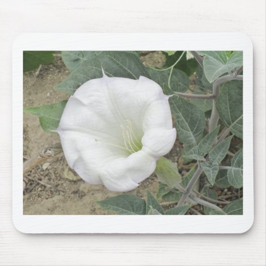 Datura Muismat (Voorkant)