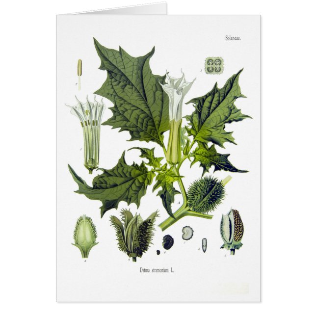 Datura stramonium (Voorkant)