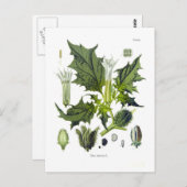 Datura stramonium briefkaart (Voorkant / Achterkant)