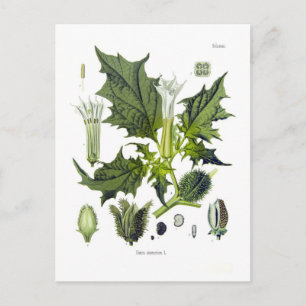 Datura stramonium briefkaart