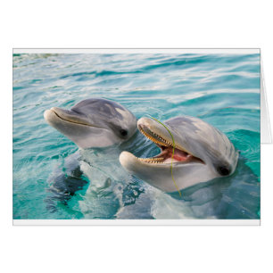 Dauphins