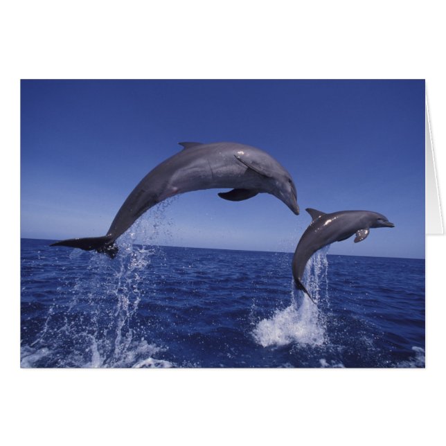 dauphins à gros nez des Caraïbes (Devant horizontal)