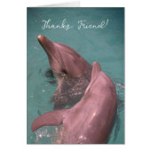 Dauphins Ami Merci Jouant Ensemble (Devant)