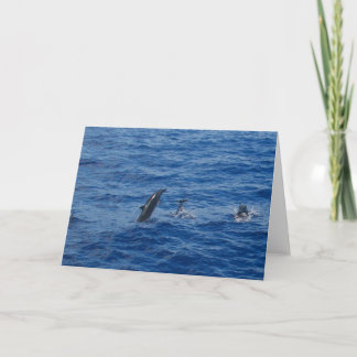 Dauphins . côté sud de la carte de voeux photo Lan