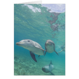 Dauphins de verdure Tursiops truncatus