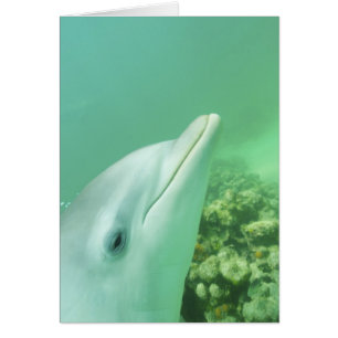 Dauphins de verdure Tursiops truncatus
