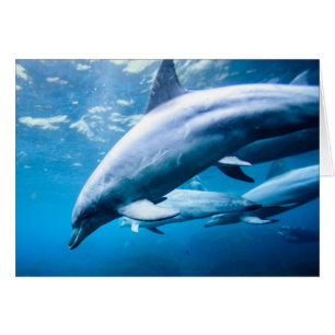 Dauphins sous-marins