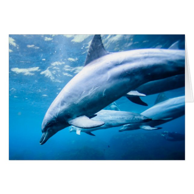 Dauphins sous-marins (Devant horizontal)