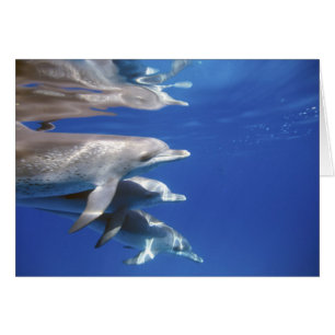 dauphins tachetés de l'Atlantique. Bimini, Bahamas