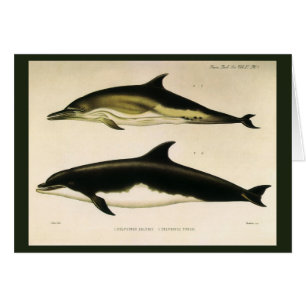 Dauphins vintages, animaux marins et mammifères
