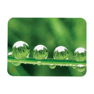 Dauw druppels op groen gras Elegante natuur Magneet