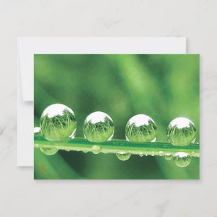 Dauw druppels op groen gras Vreedzaam, kalmerend.  Briefkaart