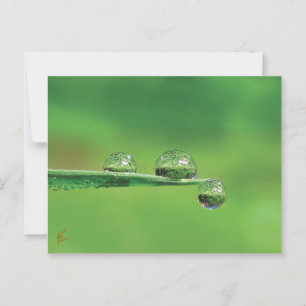 Dauw druppels op groen gras Vreedzaamheid natuur Briefkaart