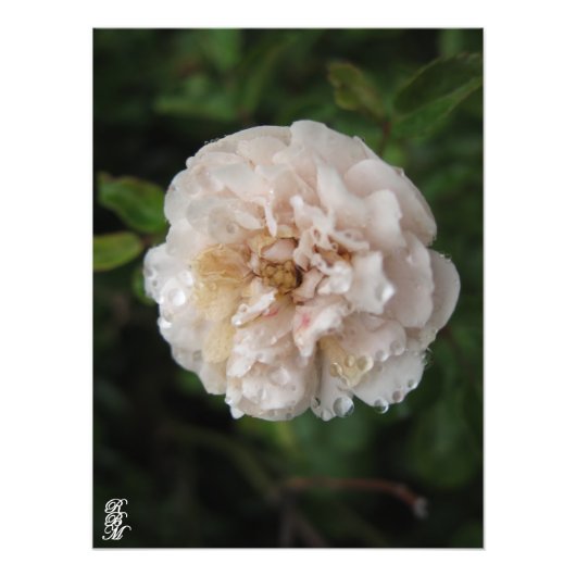 Dauw op een bloem foto afdruk (Voorkant)