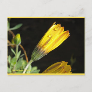 Dauw op een gele daisy Blue Beach Song™-Briefkaa Briefkaart