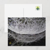 Dauwdruppel Water Hangmat Spinnenweb Briefkaart (Voorkant / Achterkant)