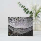Dauwdruppel Water Hangmat Spinnenweb Briefkaart (Staand voorkant)