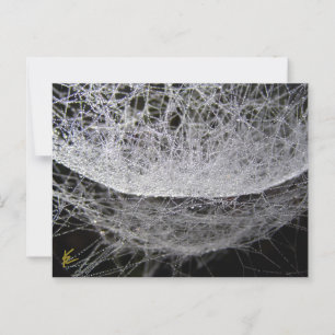 Dauwdruppel Water Hangmat Spinnenweb Briefkaart