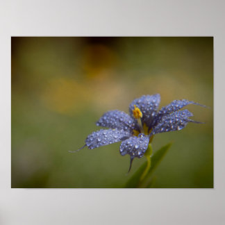 Dauwige Blauwe Ogen Poster