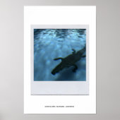 DAVID'S POOL SERIES p05b Poster (Devant)