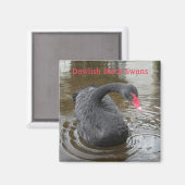 Dawlish Black Swan Magneet (Voorkant / Achterkant)