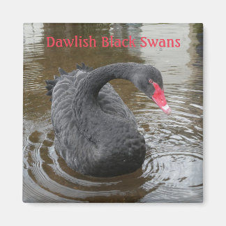 Dawlish Black Swan Magneet