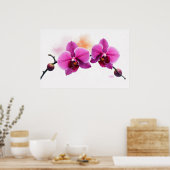 Dawn Bloom Orchid Poster (Keuken)