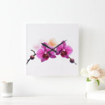 Dawn Bloom Orchidee